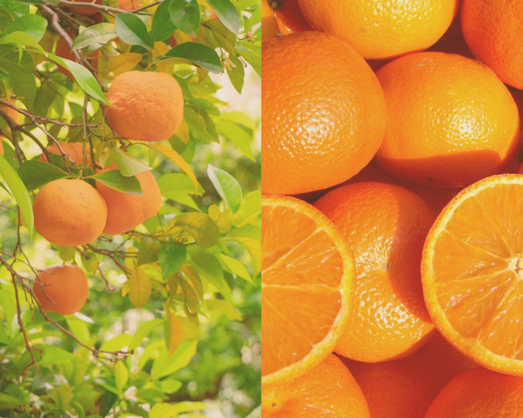 クリスマスの香りガイド|アロマ初心者でも簡単に楽しめる冬の香りの取り入れ方 4 オレンジスイート