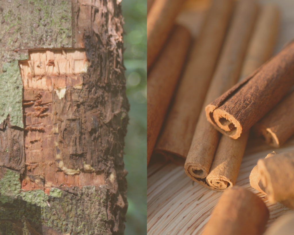 クリスマスの香りガイド|アロマ初心者でも簡単に楽しめる冬の香りの取り入れ方 6 シナモンバーク素材