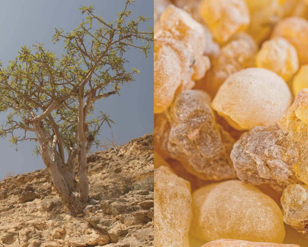 クリスマスの香りガイド|アロマ初心者でも簡単に楽しめる冬の香りの取り入れ方 8 フランキンセンス素材